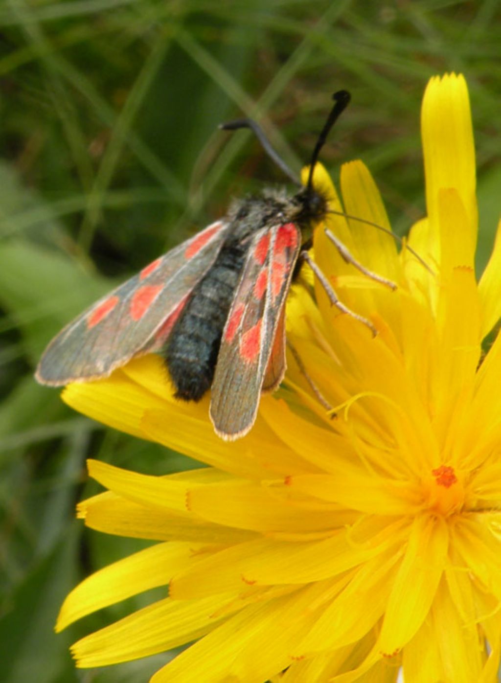 Zygaena exulans? S, femmina